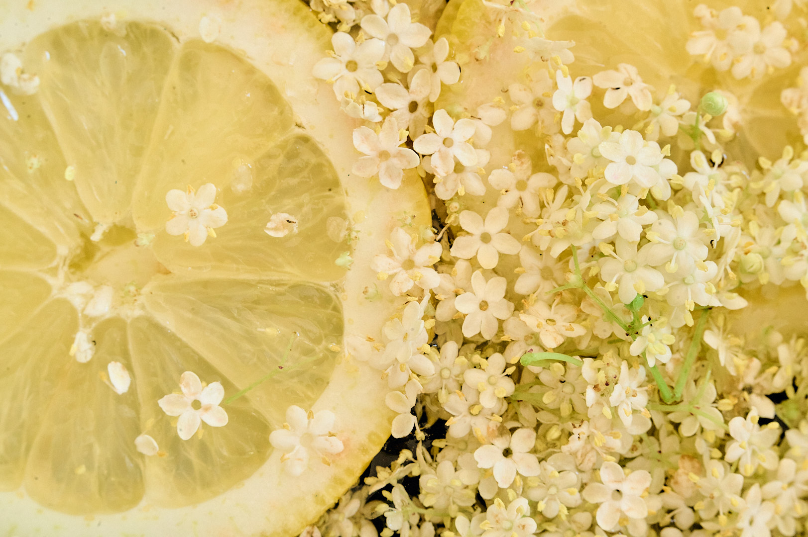 Ingrédients Sirop aux fleurs de sureau